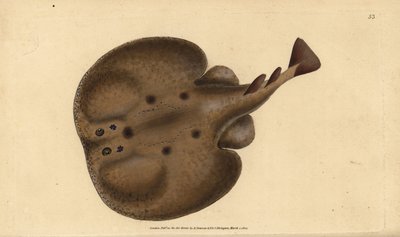 Zwykła torpeda lub promień elektryczny z oczami, torpeda Raja. Ręcznie barwiony miedzioryt narysowany i rytowany przez Edwarda Donovana z jego Natural History of British Fishes, Donovan and F.C. i J. Rivington, Londyn autorstwa Edward Donovan