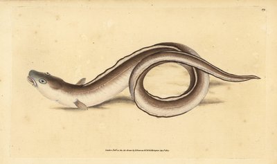 Węgorz konger, konger Muraena. Ręcznie barwiony miedzioryt narysowany i rytowany przez Edwarda Donovana z jego Natural History of British Fishes, Donovan and F.C. i J. Rivington, Londyn autorstwa Edward Donovan