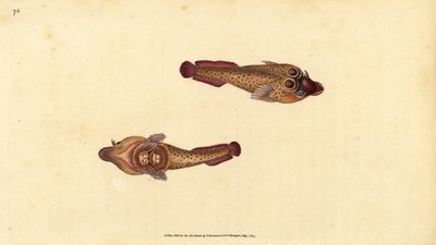 Przyssawka kornijska, Lepadogaster purpurea (Ocelowany przyssawka, Cyclopterus ocellatus). Ręcznie barwiony miedzioryt narysowany i rytowany przez Edwarda Donovana z jego Natural History of British Fishes, Donovan and F.C. i J. Rivington, Londyn autorstwa Edward Donovan