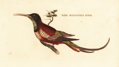 Karmazynowy topaz, Topaz pella autorstwa Edward Donovan