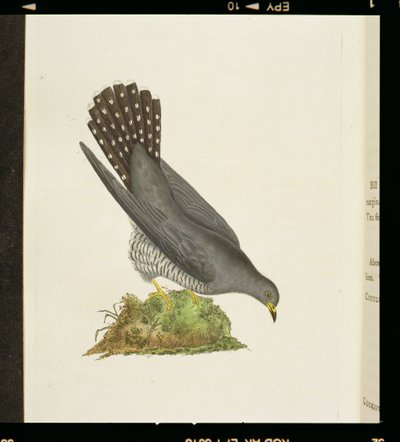 Kukułka z „Historii ptaków brytyjskich”, 1799 autorstwa Edward Donovan