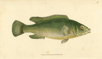 Wargacz kukułkowy, Labrus mixtus (wargacz pręgowany, Labrus lineatus). Ręcznie barwiony miedzioryt narysowany i rytowany przez Edwarda Donovana z jego Natural History of British Fishes, Donovan and F.C. i J. Rivington, Londyn autorstwa Edward Donovan