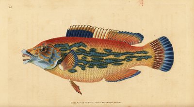 Cuckoo wrasse, Labrus mixtus (Striped wrasse, Labrus variegatus). Ręcznie kolorowany miedzioryt narysowany i wygrawerowany przez Edwarda Donovana z jego Natural History of British Fishes, Donovan and F.C. and J. Rivington, London. autorstwa Edward Donovan
