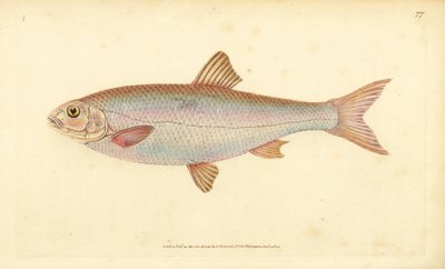 Dace, Leuciscus leuciscus (Cyprinus leuciscus). Ręcznie barwiony miedzioryt narysowany i rytowany przez Edwarda Donovana z jego Natural History of British Fishes, Donovan and F.C. i J. Rivington, Londyn autorstwa Edward Donovan