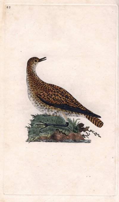 Sieweczka Dore