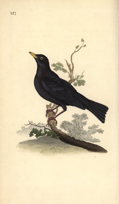Kos eurazjatycki, Turdus merula. Ręcznie barwiony miedzioryt rysowany i grawerowany przez Edwarda Donovana z jego własnej „Historii naturalnej ptaków brytyjskich”, Londyn autorstwa Edward Donovan