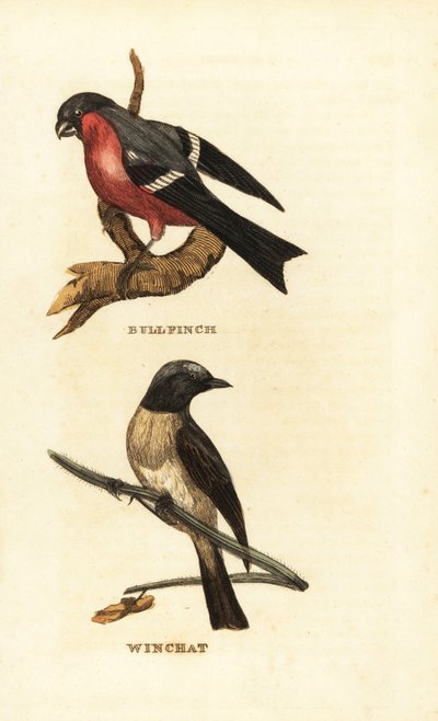 Gil zwyczajny, Pyrrhula pyrrhula i pokląsłówka, Saxicola rubetra autorstwa Edward Donovan