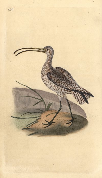Kulik zwyczajny, Numenius arquata. Ręcznie kolorowany miedzioryt rysowany i grawerowany przez Edwarda Donovana z jego własnej „Historii naturalnej ptaków brytyjskich”, Londyn autorstwa Edward Donovan