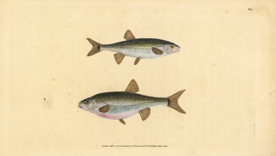 Strzebla zwyczajna, Phoxinus phoxinus (Minow, Cyprinus phoxinus). Ręcznie barwiony miedzioryt narysowany i rytowany przez Edwarda Donovana z jego Natural History of British Fishes, Donovan and F.C. i J. Rivington, Londyn autorstwa Edward Donovan