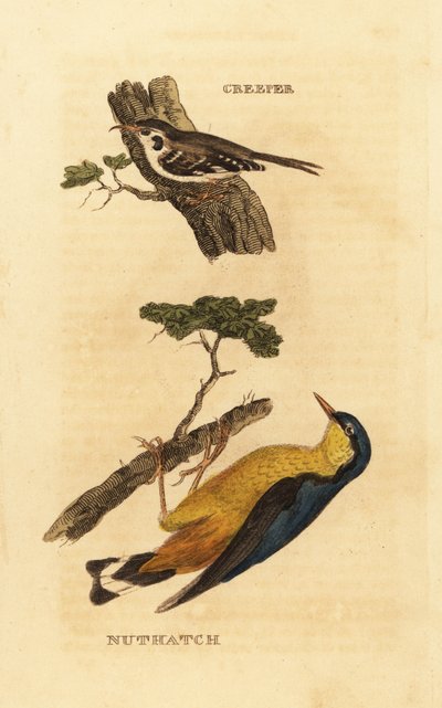 Pełzacz zwyczajny , Certhia familiaris i kowalik zwyczajny , Sitta europaea autorstwa Edward Donovan