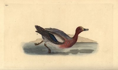 Świstun zwyczajny, Anas penelope. Ręcznie barwiony miedzioryt rysowany i grawerowany przez Edwarda Donovana z jego własnej „Historii naturalnej ptaków brytyjskich”, Londyn autorstwa Edward Donovan