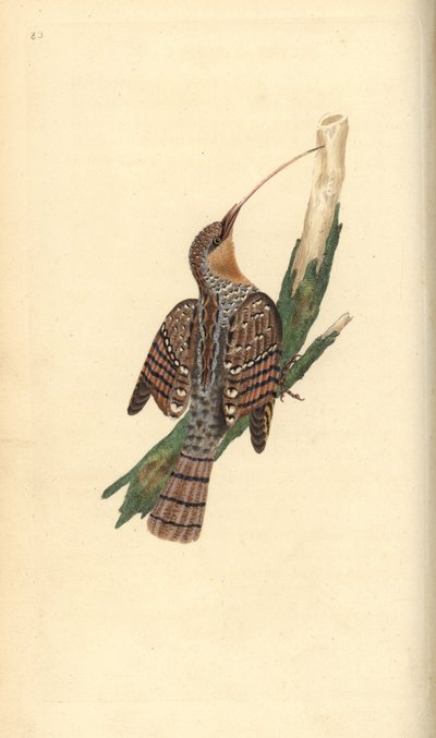Kręgosłup zwyczajny, Jynx torquilla. Ręcznie barwiony miedzioryt rysowany i grawerowany przez Edwarda Donovana z jego własnej „Historii naturalnej ptaków brytyjskich”, Londyn autorstwa Edward Donovan