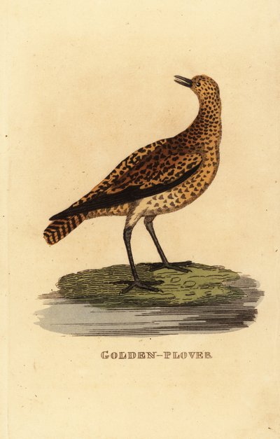 Sieweczka złota , Pluvialis apricaria autorstwa Edward Donovan