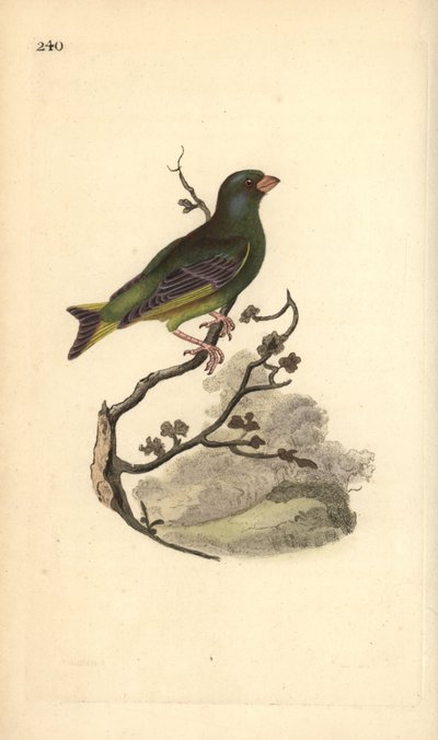 Dzwoniec zwyczajny, Carduelis chloris. Ręcznie barwiony miedzioryt rysowany i grawerowany przez Edwarda Donovana z jego własnej „Historii naturalnej ptaków brytyjskich”, Londyn autorstwa Edward Donovan