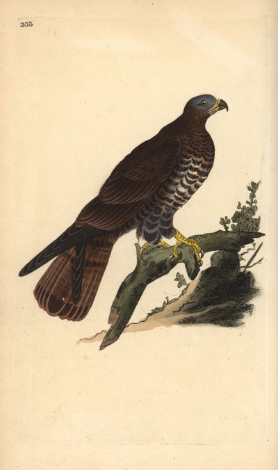 Europejski myszołów miodowy, Pernis apivorus. Ręcznie kolorowany miedzioryt narysowany i wygrawerowany przez Edwarda Donovana z jego własnej "Natural History of British Birds", Londyn. autorstwa Edward Donovan