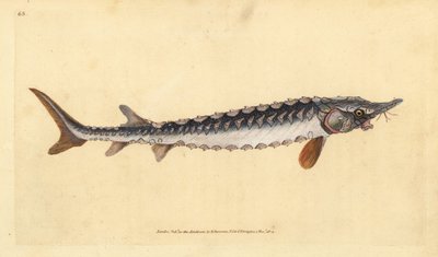 Jesiotr europejski lub pospolity. Krytycznie zagrożony. Ręcznie barwiony miedzioryt narysowany i rytowany przez Edwarda Donovana z jego Natural History of British Fishes, Donovan and F.C. i J. Rivington, Londyn autorstwa Edward Donovan