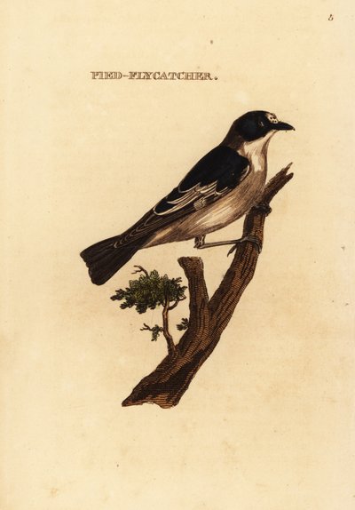 Muchołówka żałobna , Ficedula hypoleuca autorstwa Edward Donovan