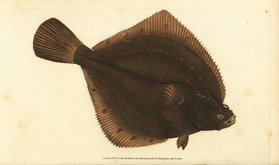 Europejska pleuronectes platesa. Ręcznie barwiony miedzioryt narysowany i rytowany przez Edwarda Donovana z jego Natural History of British Fishes, Donovan and F.C. i J. Rivington, Londyn autorstwa Edward Donovan
