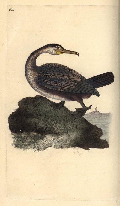 Kudłaty europejski, Phalacrocorax aristotelis. Ręcznie barwiony miedzioryt rysowany i grawerowany przez Edwarda Donovana z jego własnej „Historii naturalnej ptaków brytyjskich”, Londyn autorstwa Edward Donovan