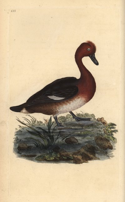 Kaczka podgorzała, Aythya nyroca. Ręcznie barwiony miedzioryt narysowany i rytowany przez Edwarda Donovana z jego własnej „Historii naturalnej ptaków brytyjskich” (1794-1819). Edward Donovan (1768-1837) był anglo-irlandzkim zoologiem-amatorem, pisarzem, ar autorstwa Edward Donovan