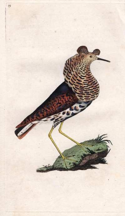Myśliwiec jest różny. Philomachus pugnax (Tringa pugnax). Miedzioryt autorstwa Edwarda Donovana (1768-1837), opublikowany w Natural History of British Birds, Londyn autorstwa Edward Donovan