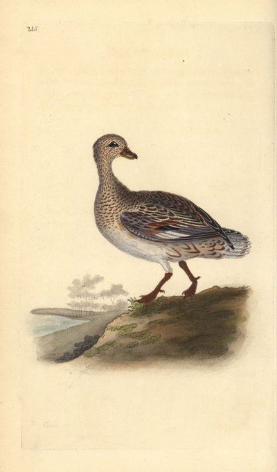 Krakwa (kobieta), Anas strepera. Ręcznie barwiony miedzioryt rysowany i grawerowany przez Edwarda Donovana z jego własnej „Historii naturalnej ptaków brytyjskich”, Londyn autorstwa Edward Donovan