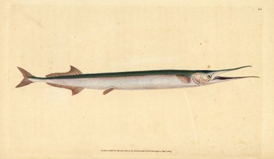 Belone lub igła morska, Belone belone (szczupak morski lub belona, Esox belone). Ręcznie barwiony miedzioryt narysowany i rytowany przez Edwarda Donovana z jego Natural History of British Fishes, Donovan and F.C. i J. Rivington, Londyn autorstwa Edward Donovan