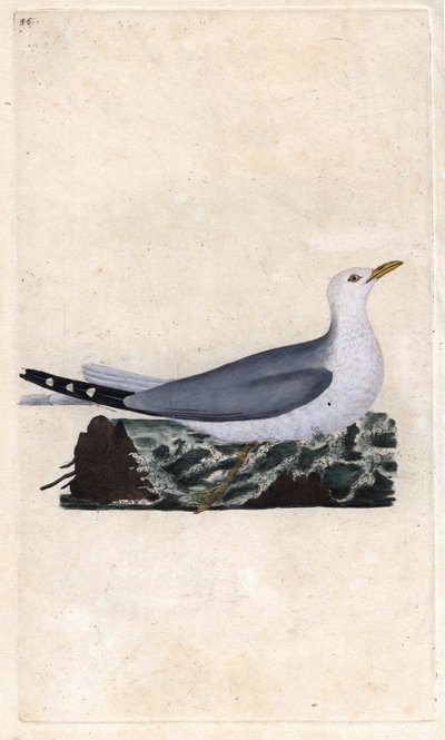 Popiół Goeland. Larus canus. Miedzioryt autorstwa Edwarda Donovana (1768-1837), opublikowany w Natural History of British Birds, Londyn autorstwa Edward Donovan