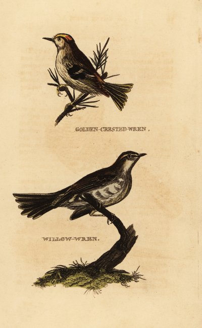 Goldcrest, Regulus regulus i wierzbówka, Phylloscopus trochilus autorstwa Edward Donovan