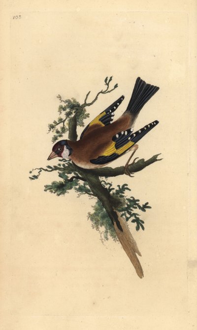 Szczygieł, Carduelis carduelis. Ręcznie kolorowany miedzioryt rysowany i grawerowany przez Edwarda Donovana z jego własnej „Historii naturalnej ptaków brytyjskich”, Londyn autorstwa Edward Donovan