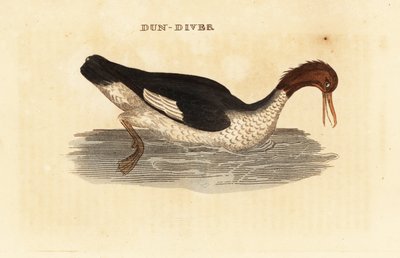 Tracz nurogęś, nurogęś, samica autorstwa Edward Donovan