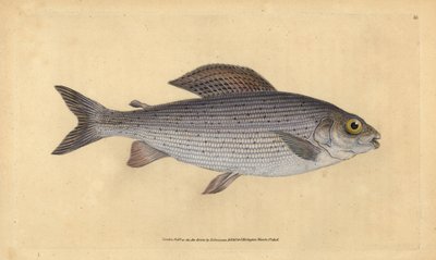 Lipień, Thymallus thymallus (Salmo thymallus). Ręcznie barwiony miedzioryt narysowany i rytowany przez Edwarda Donovana z jego Natural History of British Fishes, Donovan and F.C. i J. Rivington, Londyn autorstwa Edward Donovan