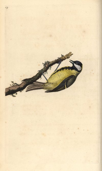 Sikora bogatka, Parus Major. Ręcznie kolorowany miedzioryt rysowany i grawerowany przez Edwarda Donovana z jego własnej „Historii naturalnej ptaków brytyjskich”, Londyn autorstwa Edward Donovan