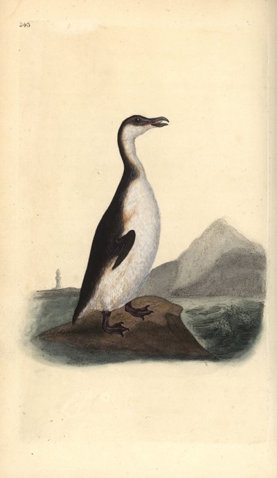 Alka olbrzymia, Pinguinus impennis, upolowana do wyginięcia przez zbieraczy jaj w 1844 r. Ręcznie kolorowany miedzioryt narysowany i grawerowany przez Edwarda Donovana z jego własnej „Historii naturalnej ptaków brytyjskich”, Londyn autorstwa Edward Donovan