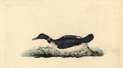 Świetny nurek północny lub nurek, Gavia immer. Ręcznie kolorowany miedzioryt rysowany i grawerowany przez Edwarda Donovana z jego własnej „Historii naturalnej ptaków brytyjskich”, Londyn autorstwa Edward Donovan