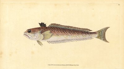 Grubosz Trachinus draco (Wielka tkacz lub byk, Trachinus major). Ręcznie barwiony miedzioryt narysowany i rytowany przez Edwarda Donovana z jego Natural History of British Fishes, Donovan and F.C. i J. Rivington, Londyn autorstwa Edward Donovan