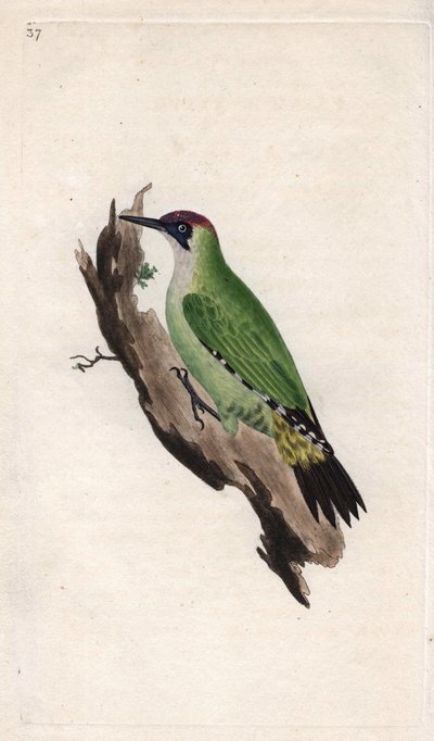 Dzięcioł zielony. Picus viridis. Miedzioryt autorstwa Edwarda Donovana (1768-1837), opublikowany w Natural History of British Birds, Londyn autorstwa Edward Donovan