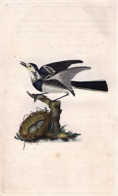 Pliszka szara. Motacilla alba. Miedzioryt autorstwa Edwarda Donovana (1768-1837), opublikowany w Natural History of British Birds, Londyn autorstwa Edward Donovan