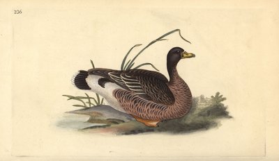 Gęś gęgawa, Anser anser. Ręcznie barwiony miedzioryt rysowany i grawerowany przez Edwarda Donovana z jego własnej „Historii naturalnej ptaków brytyjskich”, Londyn autorstwa Edward Donovan