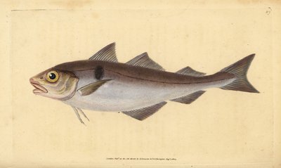 Plamiak, Melanogrammus aeglefinus (Gadus aeglefinus). Wrażliwy. Ręcznie barwiony miedzioryt narysowany i rytowany przez Edwarda Donovana z jego Natural History of British Fishes, Donovan and F.C. i J. Rivington, Londyn autorstwa Edward Donovan