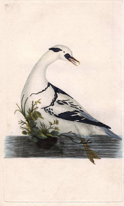 Pionki Harle. Mergus albellus. Miedzioryt autorstwa Edwarda Donovana (1768-1837), opublikowany w Natural History of British Birds, Londyn autorstwa Edward Donovan