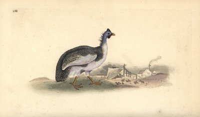 Perliczka w hełmie, Numida meleagris. Ręcznie barwiony miedzioryt rysowany i grawerowany przez Edwarda Donovana z jego własnej „Historii naturalnej ptaków brytyjskich”, Londyn autorstwa Edward Donovan