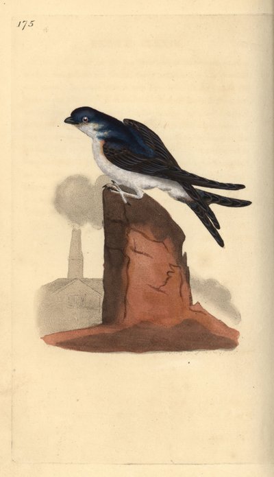 Martina domowa, Delichon urbicum, usadowiona na szczycie komina. Ręcznie barwiony miedzioryt rysowany i grawerowany przez Edwarda Donovana z jego własnej „Historii naturalnej ptaków brytyjskich”, Londyn autorstwa Edward Donovan