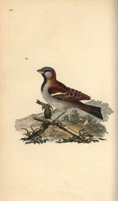 Wróbel, Pour domesticus. Ręcznie kolorowany miedzioryt rysowany i grawerowany przez Edwarda Donovana z jego własnej „Historii naturalnej ptaków brytyjskich”, Londyn autorstwa Edward Donovan