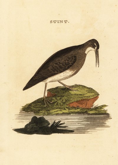 Najmniej brodzik, Calidris minutilla autorstwa Edward Donovan
