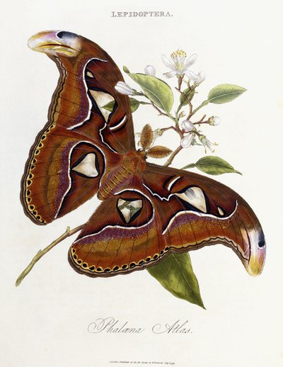 Lepidoptera: Atlas Phaloena, 1798-1799 autorstwa Edward Donovan