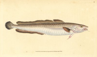 Ryba molva, Molva molva (Gadus molva). Ręcznie barwiony miedzioryt narysowany i rytowany przez Edwarda Donovana z jego Natural History of British Fishes, Donovan and F.C. i J. Rivington, Londyn autorstwa Edward Donovan
