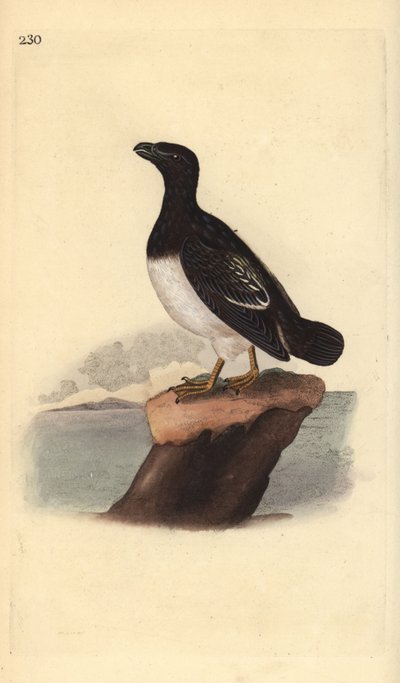 Alka lub Dovekie (samica), Alle. Ręcznie barwiony miedzioryt rysowany i grawerowany przez Edwarda Donovana z jego własnej „Historii naturalnej ptaków brytyjskich”, Londyn autorstwa Edward Donovan
