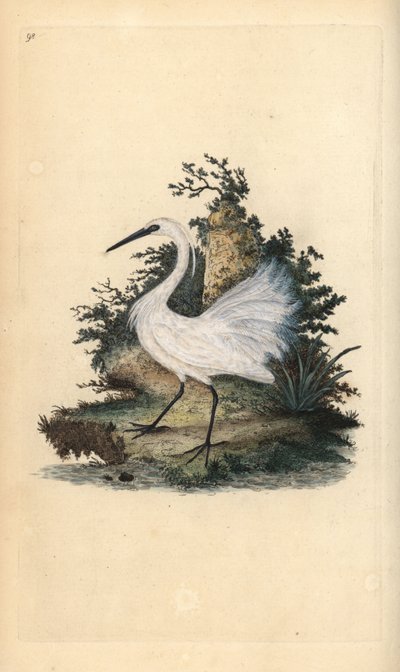 Czapla, Egreta Garzetta. Ręcznie barwiony miedzioryt rysowany i grawerowany przez Edwarda Donovana z jego własnej „Historii naturalnej ptaków brytyjskich”, Londyn autorstwa Edward Donovan