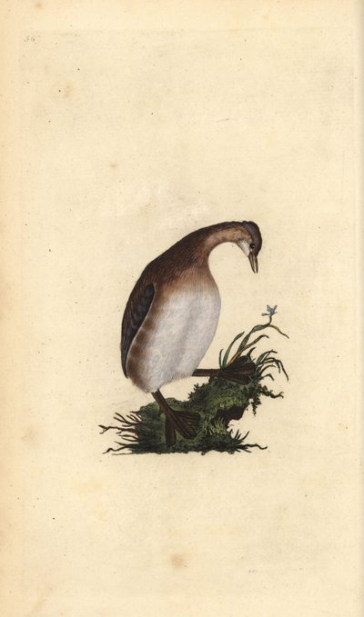Mały perkoz, Tachybaptus ruficollis. Ręcznie barwiony miedzioryt rysowany i grawerowany przez Edwarda Donovana z jego własnej „Historii naturalnej ptaków brytyjskich”, Londyn autorstwa Edward Donovan